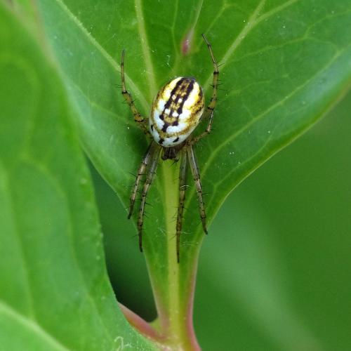 Réf. 303 456 : Mangora acalypha